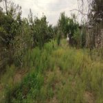 Satılır Torpaq, Saray, Abşeron rayonu 5