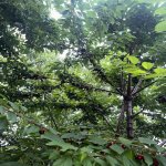 Satılır Torpaq Quba 4