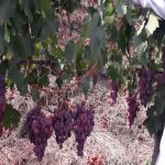 Satılır Torpaq Şamaxı 8