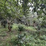 Satılır Torpaq Lənkəran 5