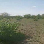 Satılır Torpaq Qəbələ 12