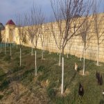 Satılır Torpaq, Novxanı, Abşeron rayonu 5