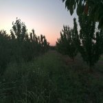 Продажа Участок Хачмаз 8