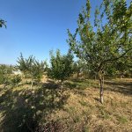 Satılır Torpaq Şamaxı 17