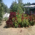 Satılır 4 otaqlı Bağ evi, Sabunçu rayonu 3