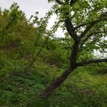 Продажа 2 комнатная Дома/Виллы Губа 7