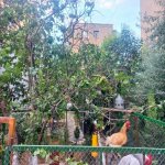 Satılır 8 otaqlı Həyət evi/villa, Həzi Aslanov metrosu, Əhmədli, Xətai rayonu 26