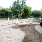 Satılır Torpaq, Əhmədli metrosu, kənd Əhmədli, Xətai rayonu 2