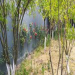 Kirayə (aylıq) 3 otaqlı Bağ evi, Nardaran qəs., Sabunçu rayonu 3