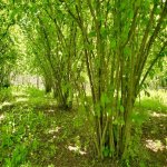 Satılır Torpaq Qəbələ 5