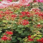 Satılır 3 otaqlı Bağ evi, Yaşma bağları rayonu 11