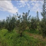 Satılır Torpaq Xaçmaz 8