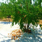 Satılır 2 otaqlı Bağ evi, Şüvəlan, Xəzər rayonu 7