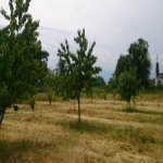 Продажа Участок Гябяля 6