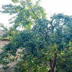 Satılır 3 otaqlı Həyət evi/villa İsmayıllı 16