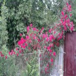 Satılır 3 otaqlı Bağ evi Xaçmaz 6
