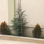 Продажа 4 комнат Дома/Виллы, пос. Бадамдар, Сябаиль район 7