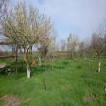 Satılır 4 otaqlı Həyət evi/villa Xaçmaz 14