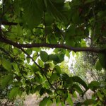 Satılır 3 otaqlı Həyət evi/villa, Suraxanı rayonu 30