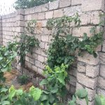 Satılır Torpaq Xaçmaz 11