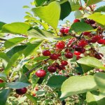 Kirayə (günlük) 4 otaqlı Həyət evi/villa Quba 12