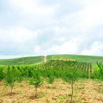 Satılır Obyekt Şamaxı 4