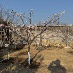 Satılır 4 otaqlı Həyət evi/villa, Buzovna, Xəzər rayonu 18