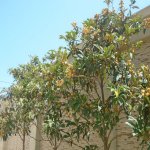 Kirayə (aylıq) 5 otaqlı Bağ evi, Novxanı, Abşeron rayonu 6