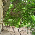 Satılır 4 otaqlı Bağ evi, Kürdəxanı qəs., Sabunçu rayonu 10