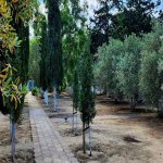 Kirayə (aylıq) 4 otaqlı Bağ evi, Buzovna, Xəzər rayonu 10