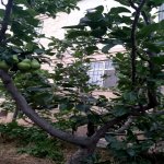 Kirayə (aylıq) 6 otaqlı Həyət evi/villa, Neftçilər metrosu, Bakıxanov qəs., Sabunçu rayonu 5