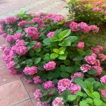 Kirayə (aylıq) 5 otaqlı Bağ evi, Novxanı, Abşeron rayonu 16
