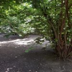 Satılır Torpaq Oğuz 2