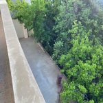 Kirayə (aylıq) 9 otaqlı Həyət evi/villa, Memar Əcəmi metrosu, 8-ci mikrorayon, Binəqədi rayonu 23