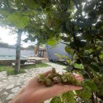 Kirayə (günlük) 3 otaqlı Həyət evi/villa Qəbələ 13