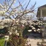 Kirayə (aylıq) 4 otaqlı Bağ evi, Goradil, Abşeron rayonu 33