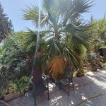 Satılır 8 otaqlı Həyət evi/villa, Binə qəs., Xəzər rayonu 8