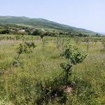 Satılır 4 otaqlı Həyət evi/villa İsmayıllı 6