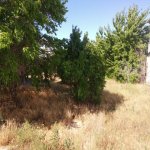 Satılır Torpaq, Saray, Abşeron rayonu 1