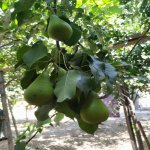 Satılır 3 otaqlı Həyət evi/villa Sumqayıt 2
