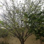 Kirayə (aylıq) 7 otaqlı Bağ evi, Novxanı, Abşeron rayonu 12