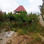Satılır 4 otaqlı Bağ evi, Azadlıq metrosu, Pirşağı qəs., Sabunçu rayonu 27