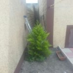 Satılır 3 otaqlı Həyət evi/villa, Zabrat qəs., Sabunçu rayonu 4
