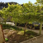 Kirayə (aylıq) 6 otaqlı Həyət evi/villa, Xalqlar dostluğu metrosu, 8-ci kilometr, Nizami rayonu 5