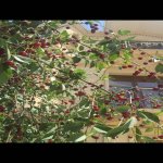 Kirayə (günlük) 6 otaqlı Həyət evi/villa Qəbələ 20