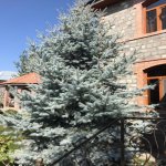 Satılır 8 otaqlı Həyət evi/villa Şəki 2