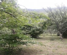 ismayillida torpaq alqi satqisi İsmayıllı ş.