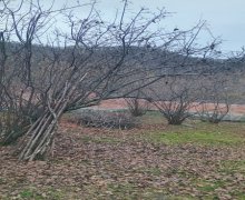 Satılır Torpaq Qəbələ ş.