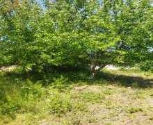 Satılır Torpaq Digah, Abşeron r.