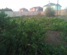 novxanida torpaq satilir Novxanı, Abşeron r.